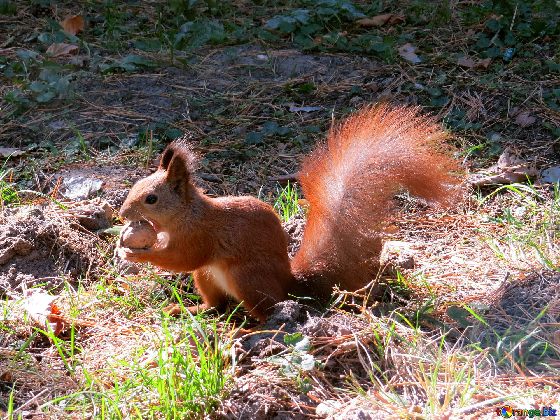 eichhörnchen bilder kostenlos