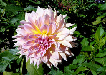 Large flower №35859