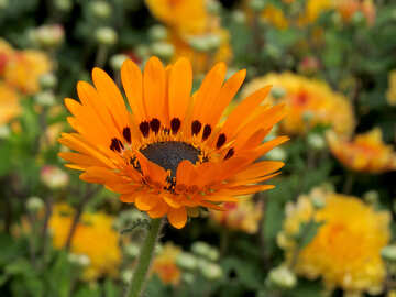 Orangefarbene Blume №35810