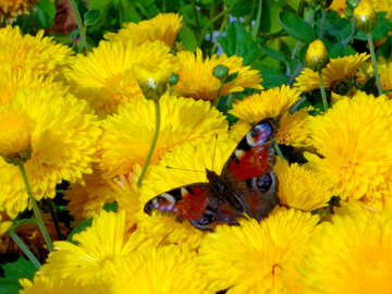 Schmetterling auf Daisy №35927