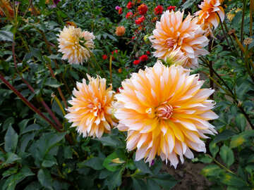 Schöne große Blüten №35935