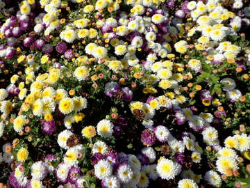 Flores de colores №35860