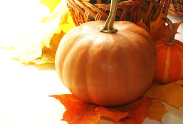 Autumn background with pumpkins in isolation for congratulation №35291