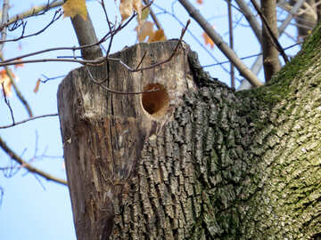Bird`s nest in hollow in tree №35701