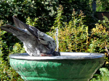 Dove is bathed in the fountain №35891