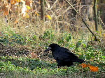Oiseau noir №35700