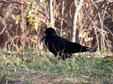 Чорна ворона №35699