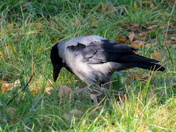 Um corvo na grama №35697