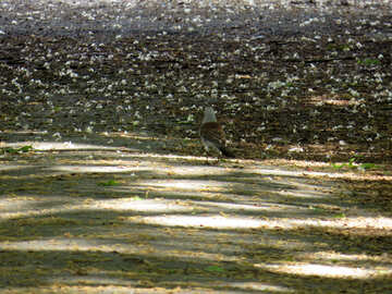 Crow zu Fuß auf der Straße №35638