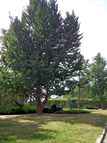 Високе дерево в міському парку №35898