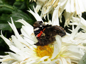 Papillon en fleur №35824