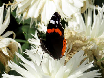 Schmetterling auf weiße Blume №35827