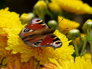 Bild mit wunderschönen Schmetterling №35839