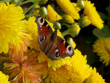 Schmetterling №35847