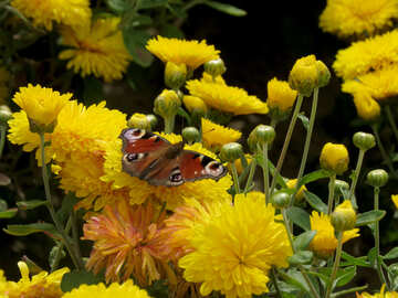 Beautiful butterfly on flowers №35846