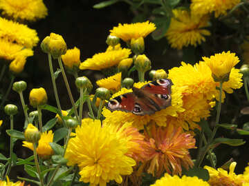 Blumen mit Schmetterling №35845