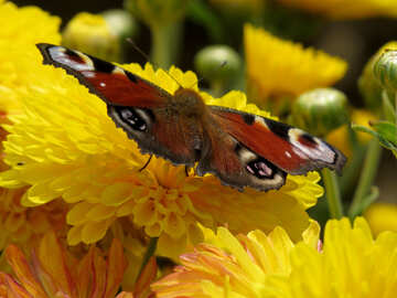 Schmetterling auf gelbe Blume №35843