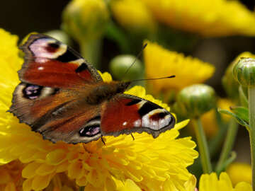 Wallpaper butterfly on flower