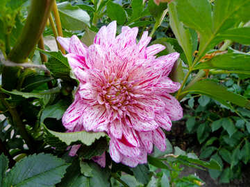 Dahlia flower №35938