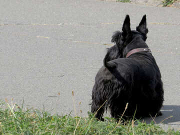 The little black Terrier №35799