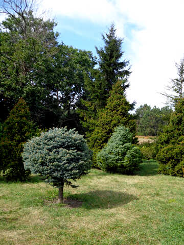 Runder Baum №35906