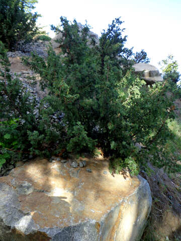 Plants in stone mountain №35881