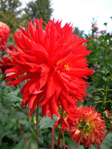 大きな赤い花 №35942