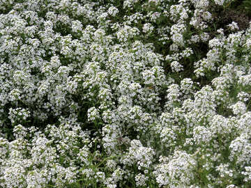 Flores blancas №35802