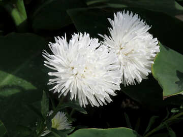Pair of white flowers №35820