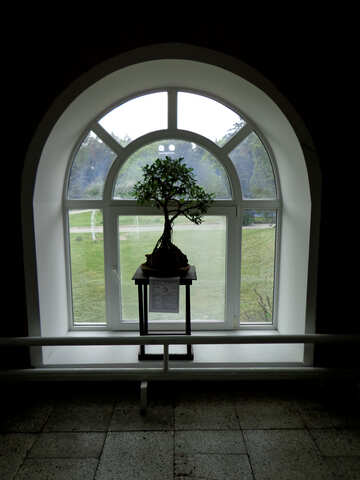 窓の近くの植物 №35747
