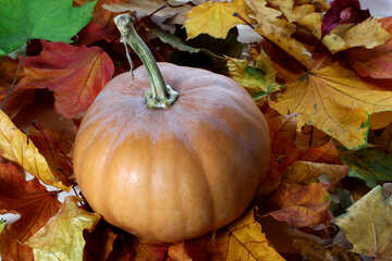Pumpkin autumn №35117
