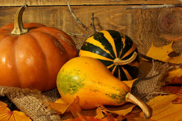 Pumpkin on autumn leaves №35397