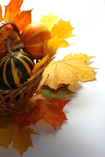 Background with pumpkins and leaves isolated №35281