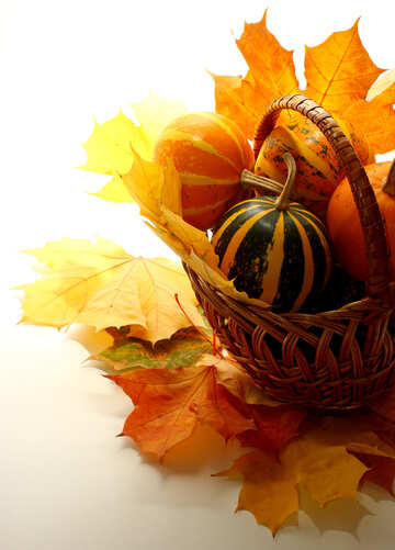 Basket with leaves and pumpkins isolated №35282