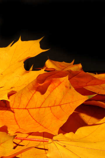Autumn leaves background for greeting card №35441