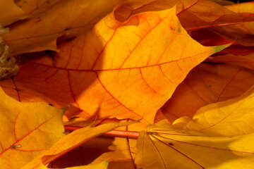 Big autumn foliage №35447