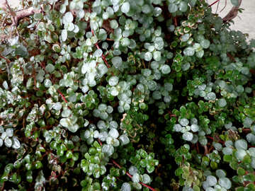 Leaves bonsai №35751