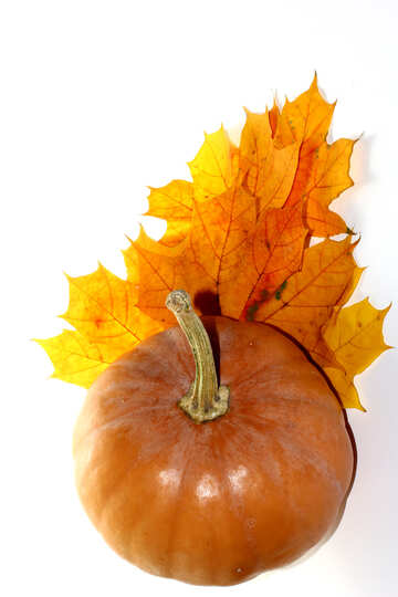Pumpkin with leaves №35239