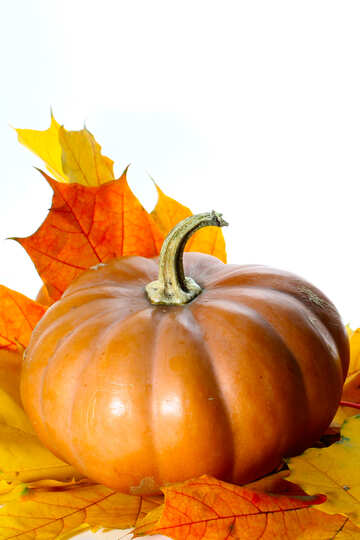 Isolated pumpkin with autumn leaves №35469