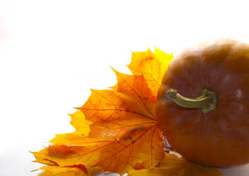 Autumn white form with pumpkin №35246