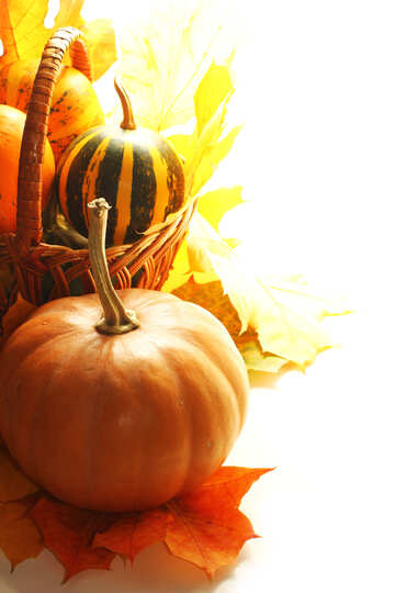 Basket with pumpkins in isolation for card №35290