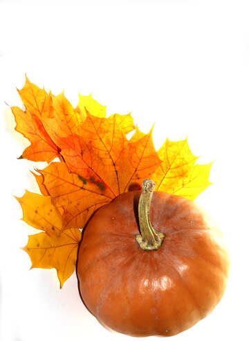 Fall pumpkin leaves isolated №35242