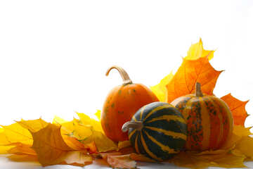 Pumpkin with leaves to form №35461