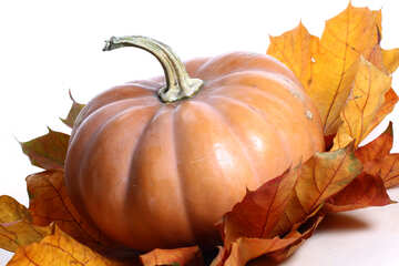 Pumpkin with maple leaves №35091