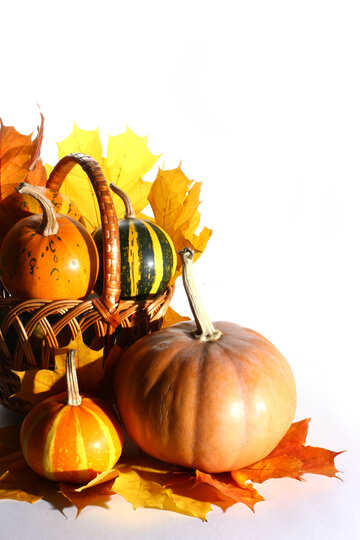 White background with pumpkins №35300