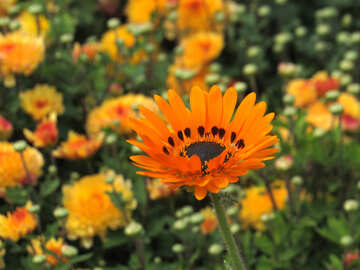 Beautiful bright flower №35809