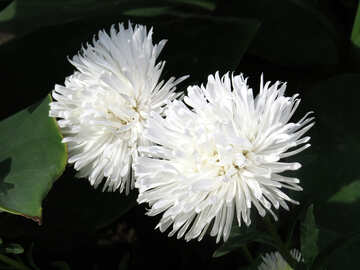 2 つの白い花 №35819