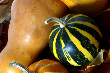 Pumpkin №35112