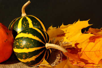 Pumpkin №35431