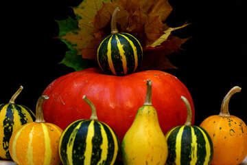 Arrangement of pumpkins №35135